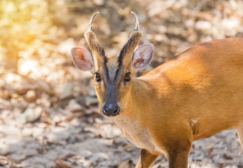 young barking deer (Muntiacus muntjak) wildlife in the natural 