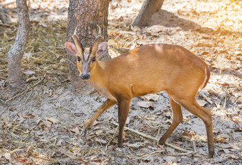 young barking deer (Muntiacus muntjak) wildlife in the natural 