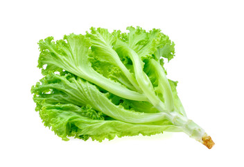 Green oak lettuce on white background