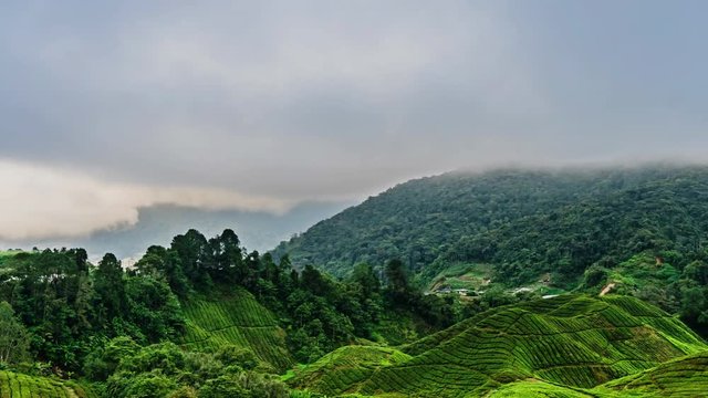 Magic running clouds and rain over the mountains and tea plantations 2
