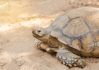 Close up  sulcata tortoise or African spurred tortoise (Geochelone sulcata) in natural