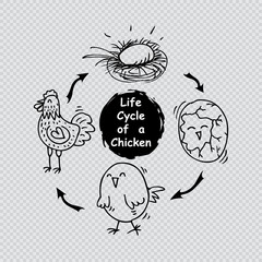  Life cycle of a chicken