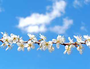 Beautiful spring tree branch with tiny white flowers and bright blue sky with clouds