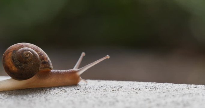 A small snail slowly crawls over the edge of a sidewalk.  	