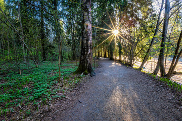 Path in the forest, sunny morning