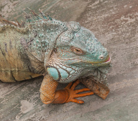 Green iguana