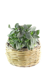 Naklejka premium Pianta di salvia in cesto