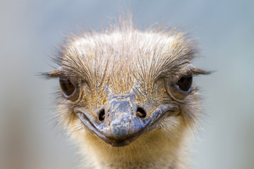 ostrich