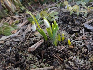 Schneeglöckchen 2017
