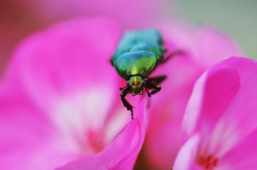 beetle in a geranium