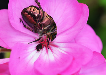 beetlein a geranium