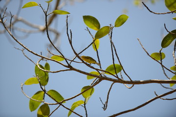 Prairie Warbler (Setophaga discolor)