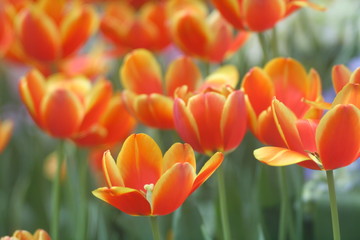 Tulips orange soft image / Orange Tulips wallpaper