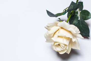 Yellow rose on a light background closeup. Place in the text