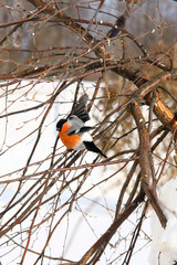 closeup, birch, tree, cold, wings, wallpaper, park, white, red, sitting, bright, holiday, male, sun, bullfinch, cute, portrait, beak, forest, winter, birdie, watercolor, beauty, outdoors, snow, nature