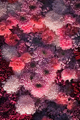 Pink and red chrysanthemums cover the wall