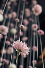 Buds of pink daisies hang on the thread