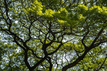 Fototapeta premium Big branch of old oak tree