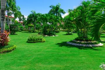Fototapeta na wymiar area hotel dominican republic green lawn with palm tree