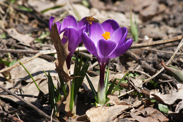 Spring background, crocuses and a bee. Flying bee over purple crocuses in sunlight.