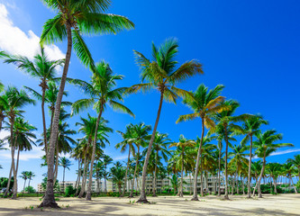 Fototapeta na wymiar Beautiful tropical landscape of the Atlantic Ocean palm against the skyPalm Ocean Sky