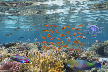 Underwater scene, showing different colorful fishes swimming