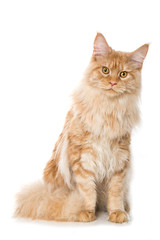 Maine Coon