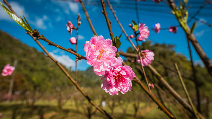 Pink flowers on branches.