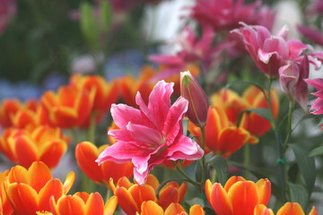 Lily pink soft image / Pink lily wallpaper