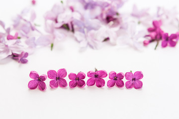 Fototapeta na wymiar separate blossoming purple spring lilac flowers lie a row on white background. Flat lay. Concept of freshness and beautifulness. DOF on lilac flower.