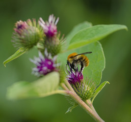 bumblebee on a flower of thistle