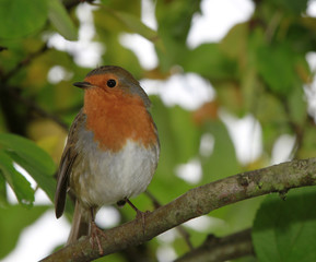 Robin