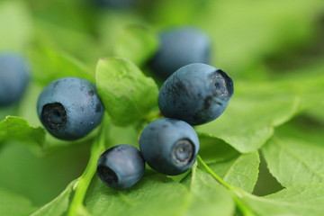 wild blueberry