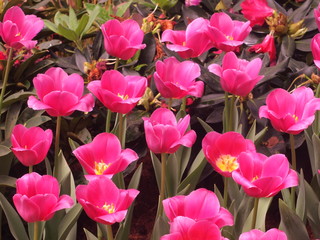 Obraz premium Tulips pink soft image / Pink Tulips wallpaper