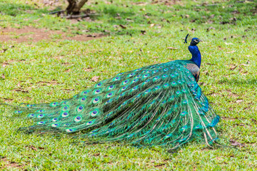 Obraz premium Male indian peacock (Pavo cristatus) with folded tail