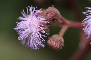 flower bud