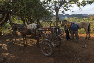 Cuban man with white horse on nature, editorial, 2015.