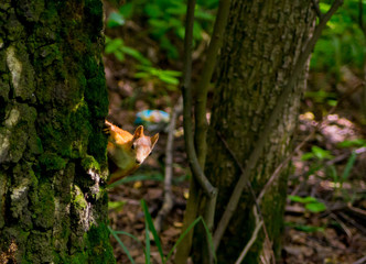 Young red-haired squirrel sneak peeks from behind a tree trunk textured brown mossy bright sunny day in the forest