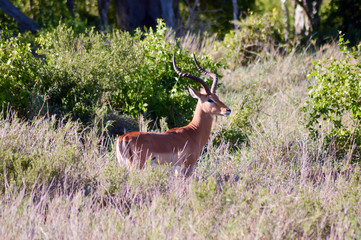 Impala isolated grazing