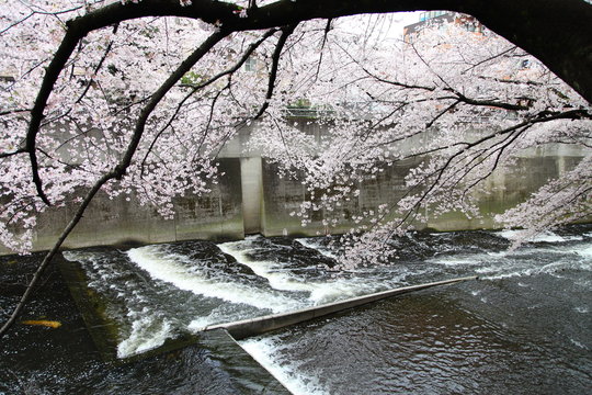 Cherry blossoms along the Kanda River in Tokyo, JAPAN