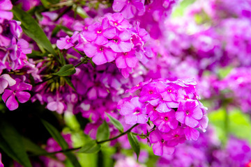 Fototapeta premium Phlox paniculata is growing in the country garden 