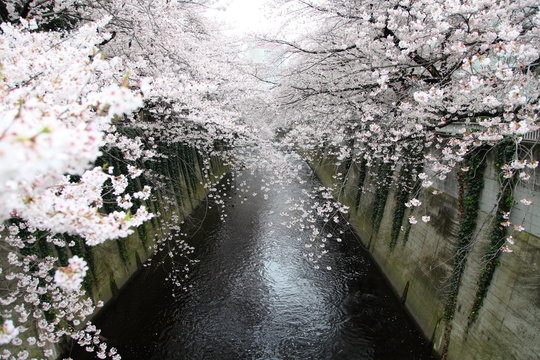 Cherry blossoms along the Kanda River in Tokyo, JAPAN