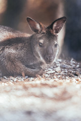Wallaby