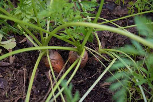 Carrot