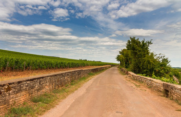 Fototapeta premium Country road between old vineyards in Burgundy