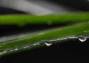 Regentropfen auf Blatt