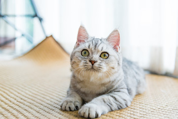 Beautiful cat looking