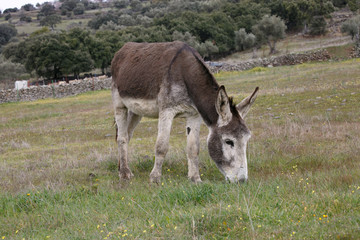 Donkey on the meadow