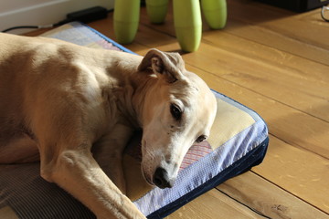Galgo sul cuccione