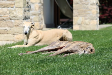 Galgo e grey stanchi